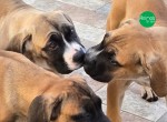 FILHOTES DE CANE CORSO ITALIANO