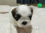 Reserva para Filhotes de Shih Tzu