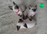 Filhotes de Siamês Gatos legítimo