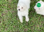 SABIA QUE AQUI,O SEU COTON DE TULEAR É CRIADO POR MÉDICA VETERINÁRIA