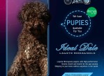 Filhotes Lagotto e Airedale com pedigree, entrega mundial e suporte.