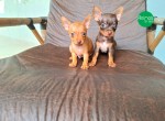 Filhotes Pinscher Miniatura