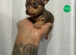 Pinscher miniatura chocolate lindos filhotes disponíveis