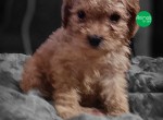Filhote Cavapoo / Cavoodle macho e femea