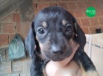 Lindos filhotes de dachshund salsichinha