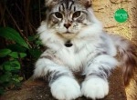 Gatil Cervicat - Maine Coon e Ragdoll