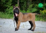 Pastor Belga Malinois Macho e Fêmea Disponível