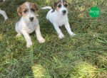 NÃO COMPRE JACK RUSSEL SEM ANTES FALAR COM A GENTE.CÃES LINDOS,CRIADOS POR MÉDICA VETERINÁRIA.
