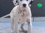 Vende-se espetaculares filhotes de Dálmata com Pedigree