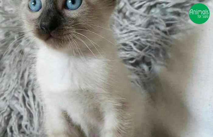 Filhotes de Gatos da raça siamês para venda