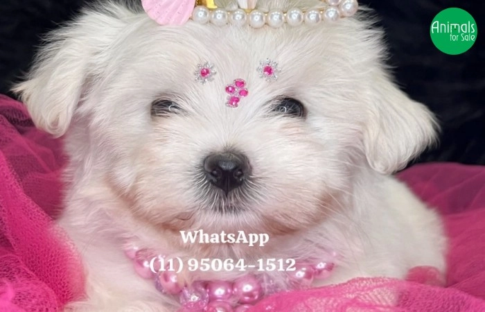 Maltês baby face lindos