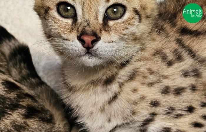 Savannah f1 macho a Venda - sale